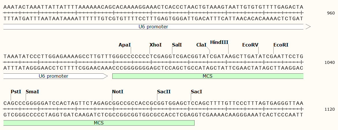 pSilencer 1.0-U6载体图谱1